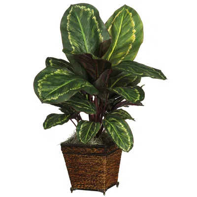 Homplanti Maranta W/wicker Vase Silk Plant