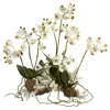 Homplanti Mini Phalaenopsis Set On Coral