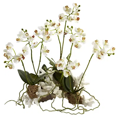 Homplanti Mini Phalaenopsis Set On Coral In White