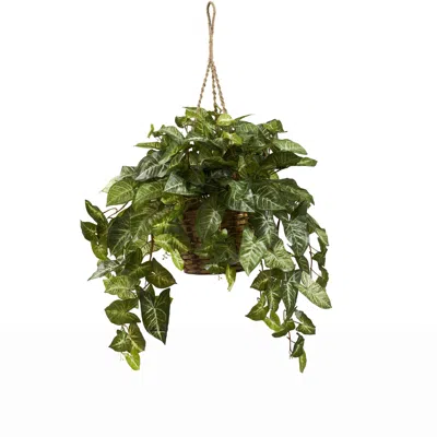 Homplanti Nepthytis Hanging Basket