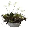 Homplanti Orchid & Succulent Garden W/driftwood & Decorative Vase