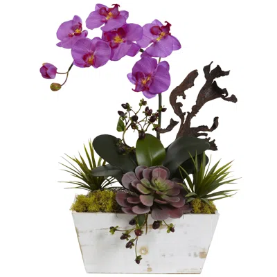 Homplanti Orchid & Succulent Garden With White Wash Planter