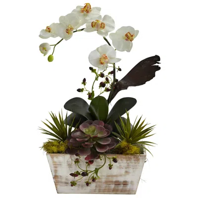 Homplanti Orchid & Succulent Garden W/white Wash Planter