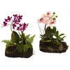 Homplanti Orchid Island (set Of 2)