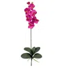Homplanti Phalaenopsis Stem (set Of 12) - Beauty