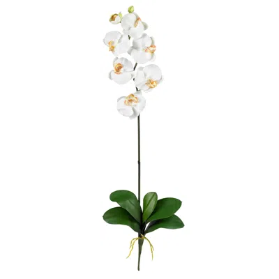 Homplanti Phalaenopsis Stem (set Of 12) - Cream