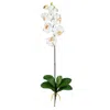Homplanti Phalaenopsis Stem (set Of 6) - Cream