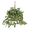Homplanti Pothos Hanging Basket