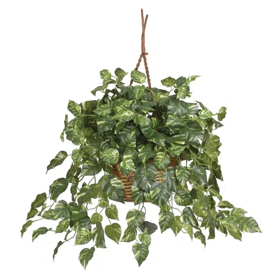 Homplanti Pothos Hanging Basket