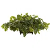 Homplanti Pothos W/rectangle Decorative Planter