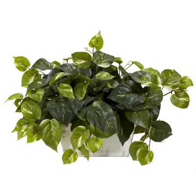 Homplanti Pothos W/white Wash Planter Silk Plant