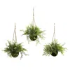 Homplanti Ruscus Sedum & Springeri Hanging Basket (set Of 3)
