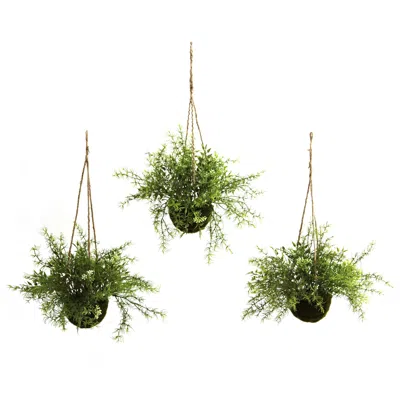 Homplanti Ruscus Sedum & Springeri Hanging Basket (set Of 3)