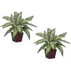 Homplanti Silver Queen Silk Plant (set Of 2)