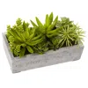 Homplanti Succulent Garden W/concrete Planter