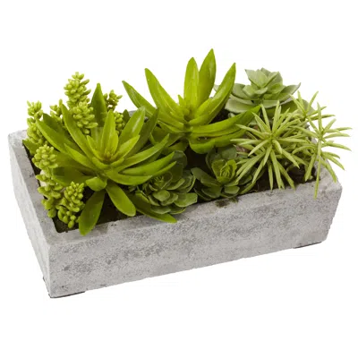 Homplanti Succulent Garden W/concrete Planter