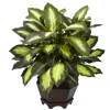 Homplanti Triple Golden Dieffenbachia W/wood Vase