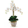 Homplanti Double Stem Phalaenopsis Cream