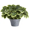 Homplanti Variegated Hosta Artificial Plant In Gray Planter 23"