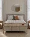 Hotel Natural Collection By King Koil Lotus 16" Trim Line Firm Mattress Set, Queen, Exclusively At Macy's In Transparent