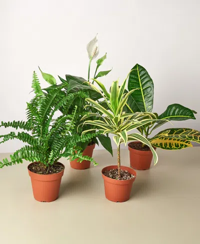 House Plant Shop Air Purifying Live Plants, Pack Of 4 In No Color