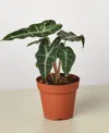 House Plant Shop Alocasia Polly 'african Mask' Live Plant, 4" Pot In No Color