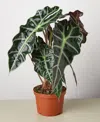 House Plant Shop Alocasia Polly 'african Mask' Live Plant, 6" Pot In No Color