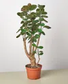 House Plant Shop Aralia Fabian Stump 'polyscias Scutellaria' Live Plant, 6" Pot In No Color