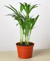 House Plant Shop Areca Palm Live Plant, In 6" Pot In No Color