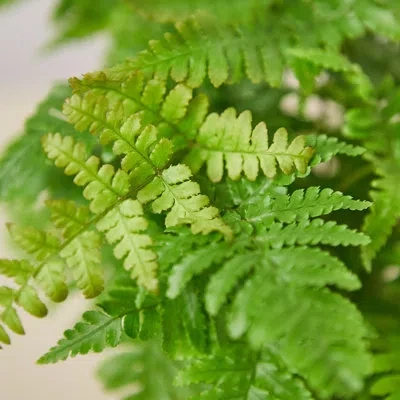 House Plant Shop Autumn Fern (8" - 14" Tall) - Live Plant - Free Care Guide - 6" Pot - Low Light House Plant