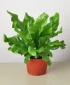 House Plant Shop Bird's Nest 'nidus' Fern Live Plant, 6" Pot In No Color