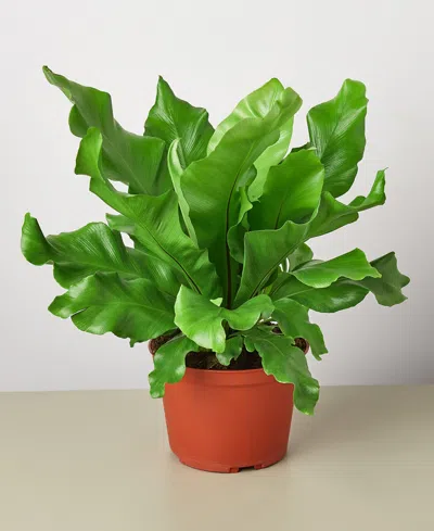 House Plant Shop Bird's Nest 'nidus' Fern Live Plant, 6" Pot In No Color