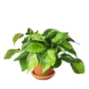 House Plant Shop Brasil Plant In Terra Cotta Pot In Green