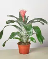 House Plant Shop Bromeliad 'silvervase' Live Plant, 6" Pot In Orange