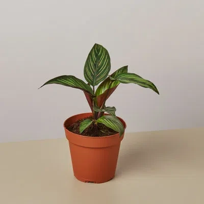 House Plant Shop Calathea 'beauty Star' - 4" Pot