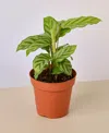 House Plant Shop Calathea Concinna 'freddie' Live Plant, 4" Pot In No Color