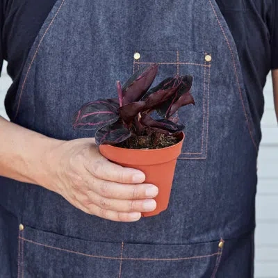 House Plant Shop Calathea 'dottie' - 4" Pot