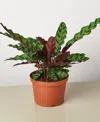 House Plant Shop Calathea Lancifolia 'rattlesnake' Live Plant, 6" Pot In No Color