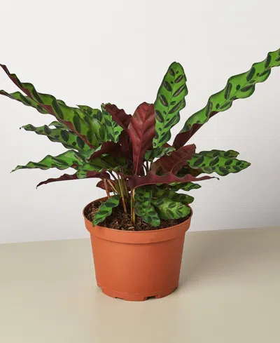 House Plant Shop Calathea Lancifolia 'rattlesnake' Live Plant, 6" Pot In No Color