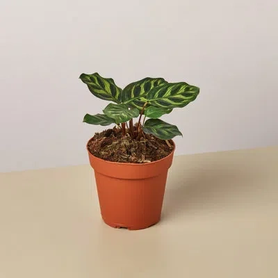 House Plant Shop Calathea 'makoyana' - 4" Pot