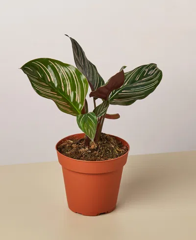 House Plant Shop Calathea 'ornata' Live Plant, 4" Pot In No Color