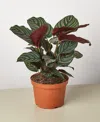 House Plant Shop Calathea 'ornata' Live Plant, 6" Pot In No Color