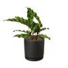 House Plant Shop Calathea Plant In Black Cylinder Pot In Black/green