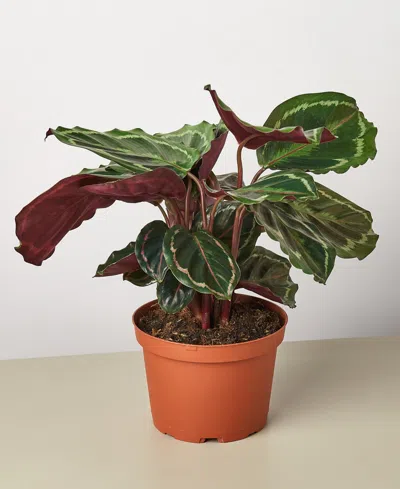 House Plant Shop Calathea Roseopicta 'medallion' Live Plant, 6" Pot In No Color
