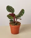 House Plant Shop Calathea Roseopicta 'medallion' In No Color