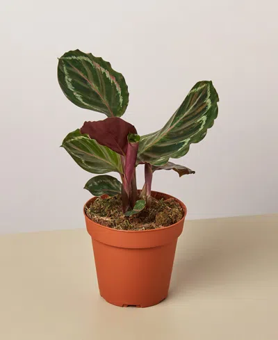 House Plant Shop Calathea Roseopicta 'medallion' In No Color