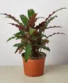 House Plant Shop Calathea Rufibarba 'furry Feather' Live Plant, 6" Pot In No Color