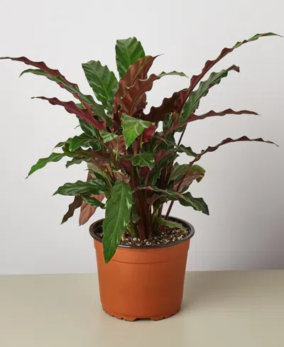House Plant Shop Calathea Rufibarba 'furry Feather' Live Plant, 6" Pot In No Color