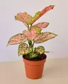House Plant Shop Chinese Evergreen Lady Valentine Live Plant, 4" Pot In No Color
