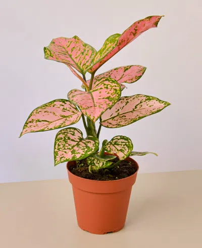 House Plant Shop Chinese Evergreen Lady Valentine Live Plant, 4" Pot In No Color